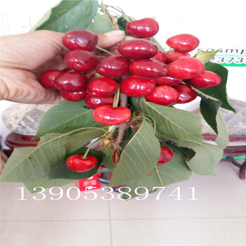 4公分櫻桃樹(shù)一畝地栽多少棵2公分櫻桃樹(shù)價(jià)格