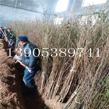 3公分櫻桃樹批發(fā)價(jià)格2公分櫻桃樹