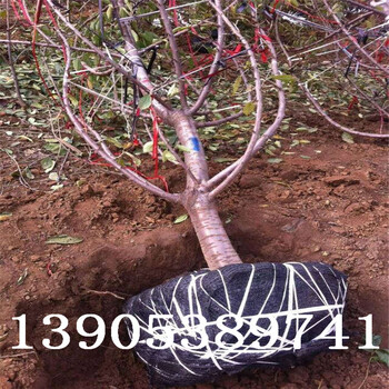 7公分樱桃树栽培技术2公分樱桃树价格