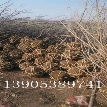 8公分櫻桃樹批發(fā)5公分櫻桃樹多少錢