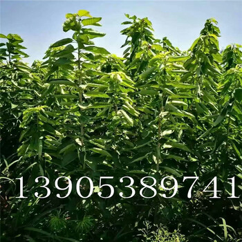 4公分櫻桃樹種植技術(shù)4公分櫻桃樹哪里有