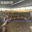 牛场窗帘布厂家直销羊场卷帘布价格猪场卷帘布安装图片