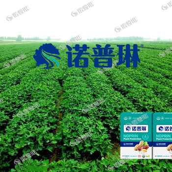 諾普琳花生葉面肥控上促下抗病防衰