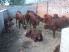 最新价格鲁西黄牛养殖基地架子牛育肥牛