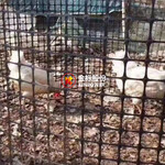 家禽养殖塑料土工格栅金标厂家专业生产