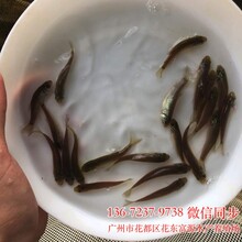 欧洲丁桂鱼苗出售丁桂鱼苗批发价格丁桂鱼苗养殖场图片