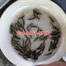 草鱼苗批发结果长江草鱼苗草鱼苗批发图片