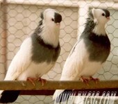 新疆观赏鸽翻翻鸽跟头鸽价格观赏鸽种鸽养殖