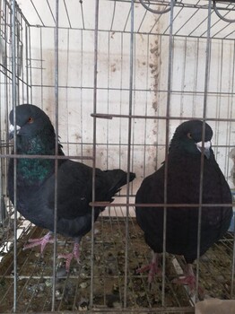 养鸽怎样才能赚钱，肉鸽养殖经验分享