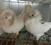 种鸽养殖场出售淑女鸽大鼻子鸽毛领观赏鸽