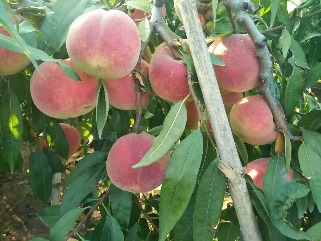 淮北市桃樹(shù)嫁接苗報(bào)價(jià)新聞