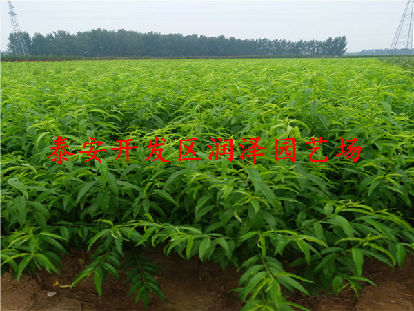 淮北市桃樹(shù)嫁接苗報(bào)價(jià)新聞
