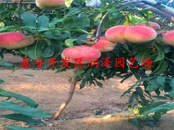 淮北市桃樹(shù)嫁接苗報(bào)價(jià)新聞