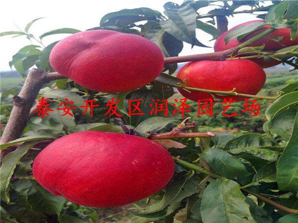 淮北市桃樹(shù)嫁接苗報(bào)價(jià)新聞