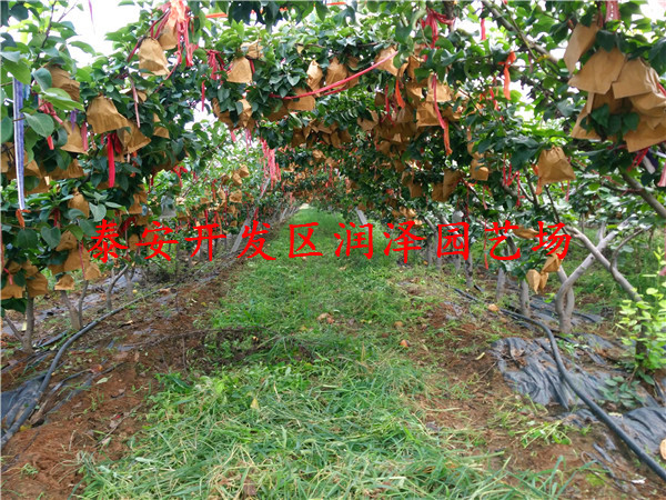 早紅考密斯梨樹苗銷售、滿天紅梨樹苗行情
