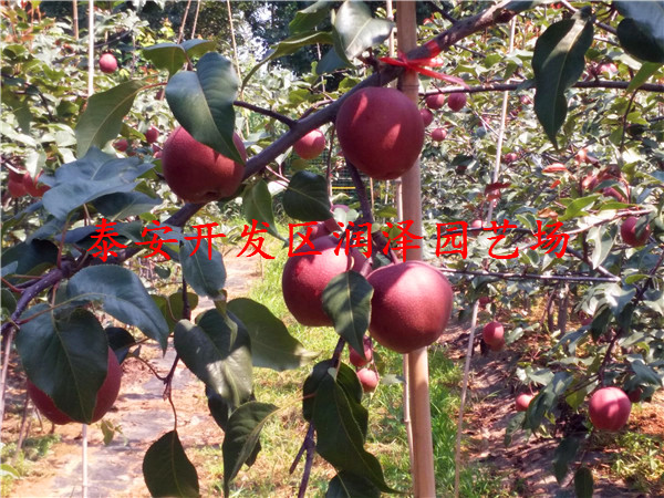 黃冠梨樹苗調(diào)價匯總、紅寶石梨樹苗多少錢一棵