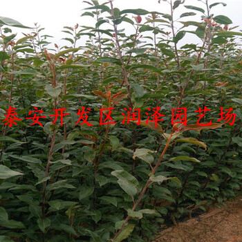 黃冠梨樹(shù)苗調(diào)價(jià)匯總、紅寶石梨樹(shù)苗多少錢(qián)一棵