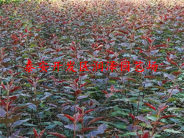 碭山酥梨樹苗種植基地、梨樹苗調(diào)價信息