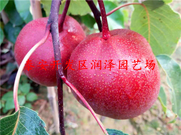 全紅梨樹苗種植基地、1公分粗梨樹苗的價(jià)格