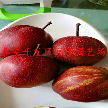 意大利黑梨樹苗批發(fā)、滿天紅梨樹苗門市價