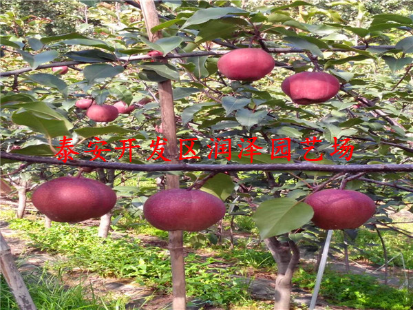 全紅梨樹苗種植基地、1公分粗梨樹苗的價(jià)格