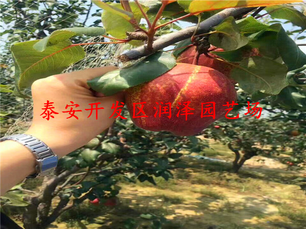 碭山酥梨樹苗種植基地、梨樹苗調(diào)價信息