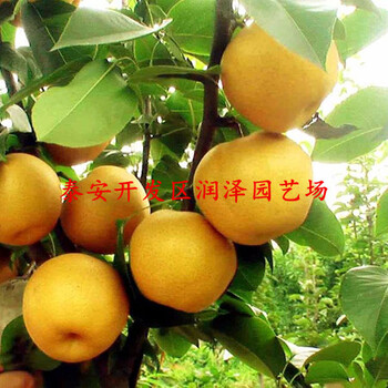 奧紅一號梨樹苗調(diào)價匯總、1公分粗梨樹苗價格優(yōu)惠