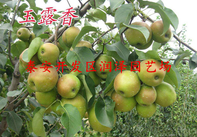 黃冠梨樹苗調(diào)價匯總、紅寶石梨樹苗多少錢一棵