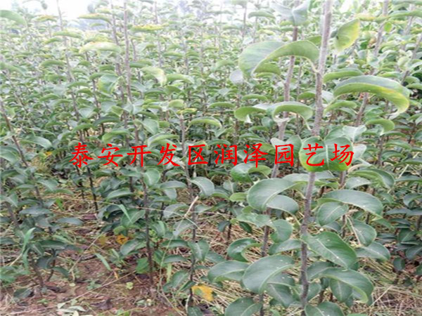 黃冠梨樹苗價(jià)格行情、梨樹苗供應(yīng)