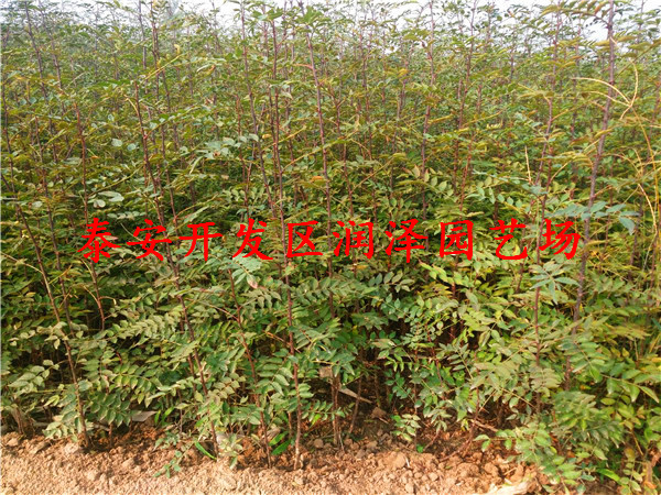 誠信推薦紅花椒苗、地栽花椒苗基地