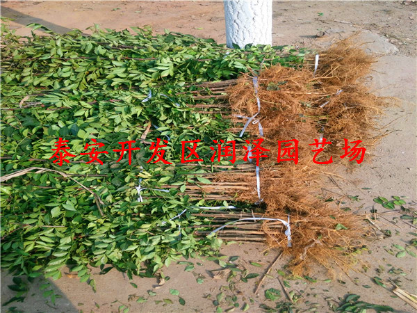 可靠的無刺花椒苗、紅花椒苗價格行情