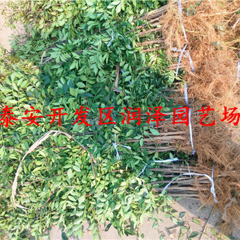 具有品牌的大紅袍花椒苗、無刺花椒苗批發(fā)