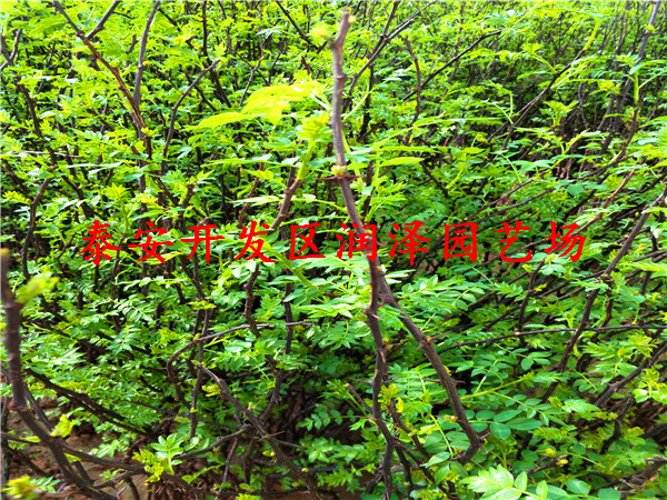報價合理的大紅袍花椒苗、青花椒苗大量供應