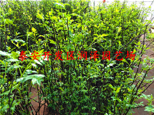 的無刺花椒苗、花椒樹苗量大優(yōu)惠