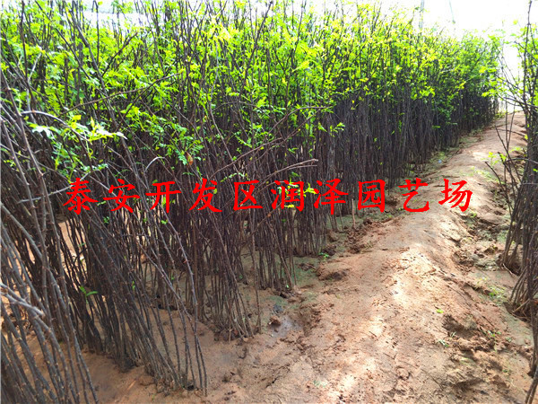 的無刺花椒苗、花椒樹苗量大優(yōu)惠