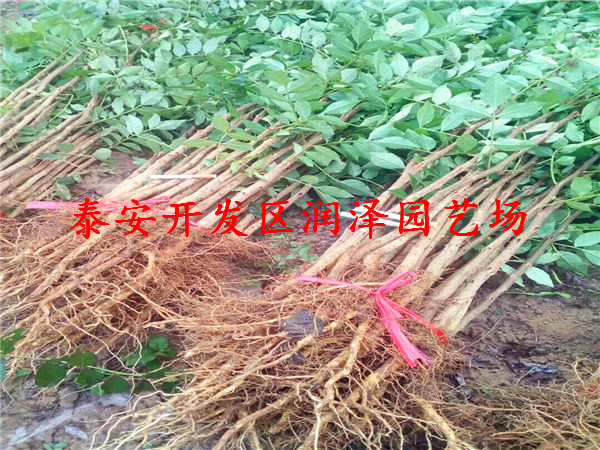 可靠的無刺花椒苗、紅花椒苗價格行情