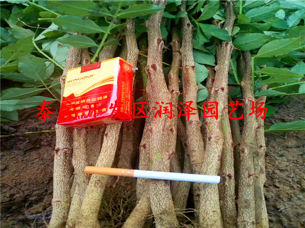 報價合理的花椒苗、2年花椒苗每日報價