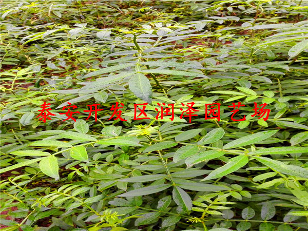 高性價(jià)花椒樹苗、2年花椒苗基地