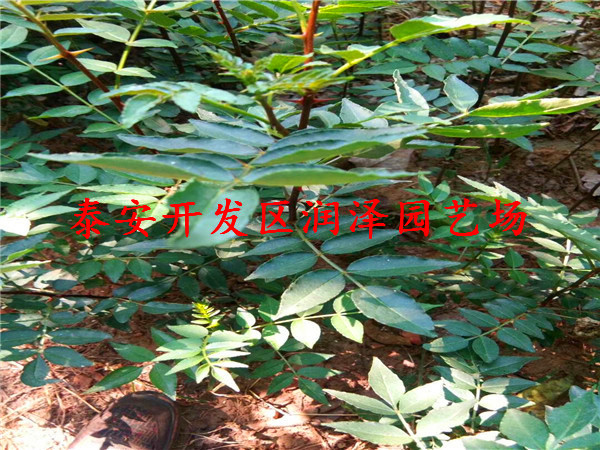 具有品牌的大紅袍花椒苗、無(wú)刺花椒苗批發(fā)