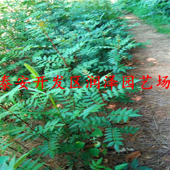 滿意的大紅袍花椒苗、無刺花椒苗調(diào)價信息