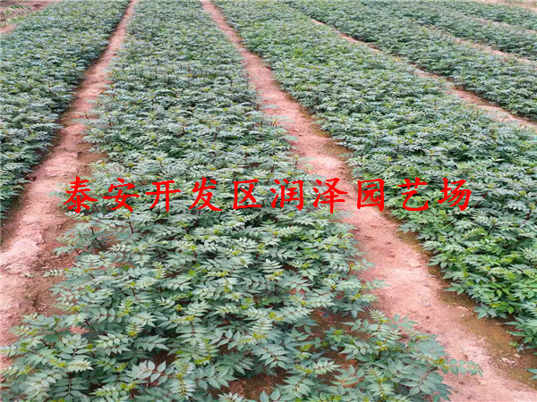 報價合理的花椒苗、青花椒苗批發(fā)基地