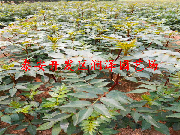 物超所值的50公分高花椒苗、花椒苗市場報(bào)價(jià)