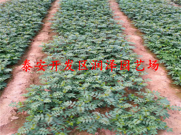 價(jià)格合理的1米高花椒苗、0.8厘米粗花椒苗優(yōu)惠價(jià)出售