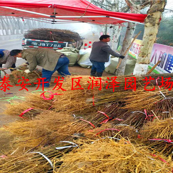 的50公分高花椒苗、0.8厘米粗花椒苗多少錢一棵