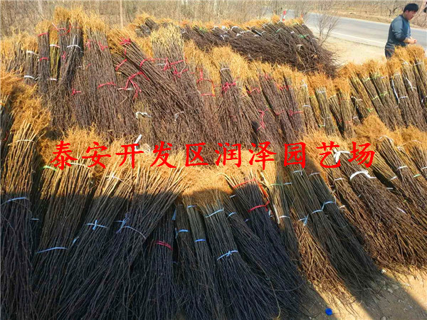 滿意的大紅袍花椒苗、無刺花椒苗調價信息