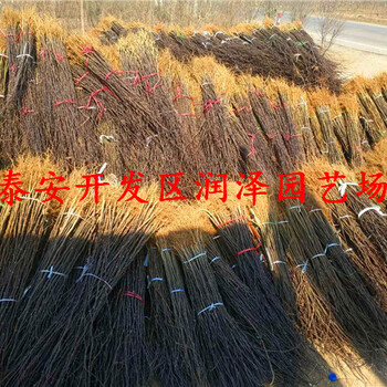 價格劃算的1公分粗花椒苗、1公分粗花椒苗出售