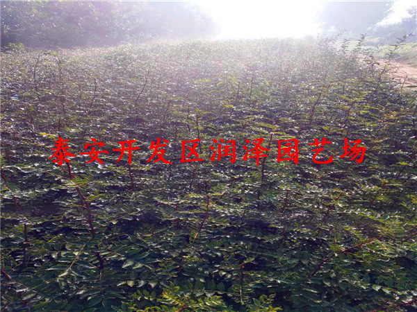 價(jià)格劃算的1公分粗花椒苗、1公分粗花椒苗出售