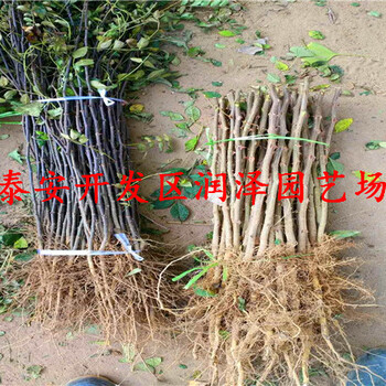 廠家供應(yīng)花椒樹苗、花椒苗實地考察