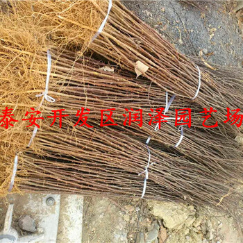 價(jià)格劃算的50公分高花椒苗、50公分高花椒苗哪家好