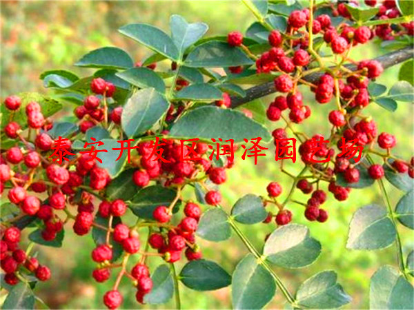 的無刺花椒苗、花椒樹苗量大優(yōu)惠